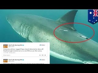 Western Australia alerts beachgoers of sharks' presence via Twitter