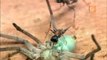 Jumping Jack Ants vs Huntsman Spider  Monster Bug Wars - YouTube_x264