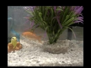 Mes poissons rouges