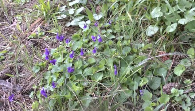 LES W-D.D. MICHOU NEWS - 4 MARS 2014 - PRINTEMPS SUR LE CHANTIER DU STADE NAUTIQUE - ARRACHAGE D'UNE HAIE....