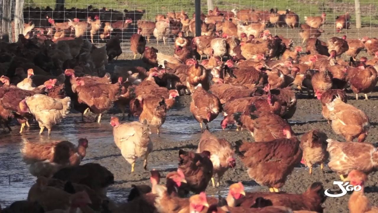 Le poulet paysan du J'Go : croissance lente + 120 jours min + céréales de la ferme