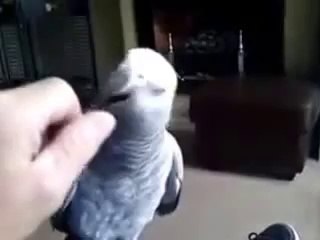 Parrot Doesn’t Want To Be Touched