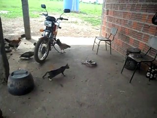 Korkudan Feleği Şaşan Kedi