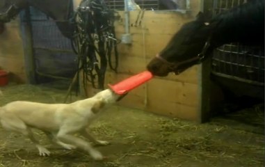 Oyun Arkadaşı At ve Köpek