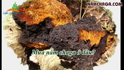 Nam chaga va loi ich cua nam chaga