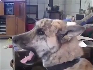 Real or Fake ?? How funny!!! Teasing The Dog LOL