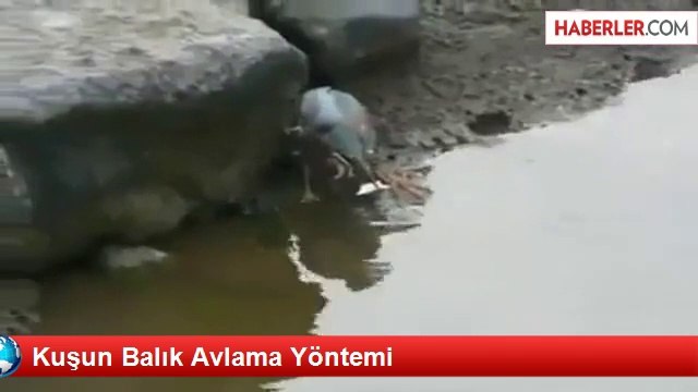 Kuşun Balık Avlama Yöntemi - Haberler.com