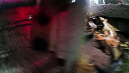 Dog Tours Neighborhood With GoPro