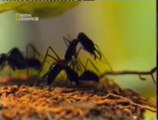 Hormigas extraordinarias: Cortadoras de hojas