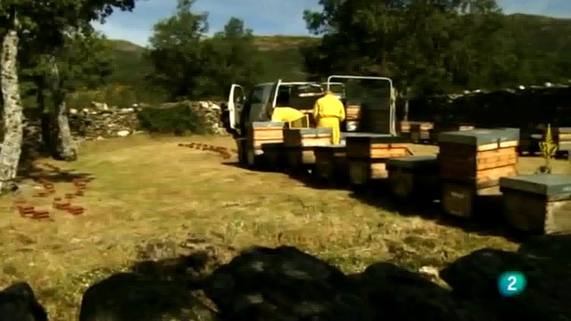 Apicultura ecologica: Cultivo de la miel