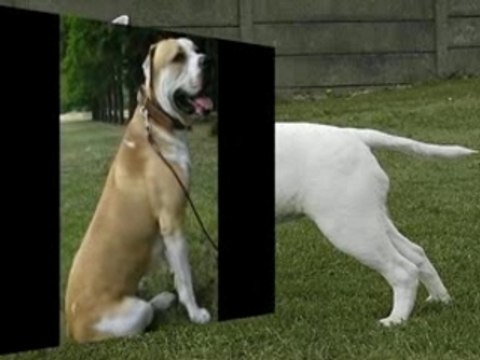 Les molosses,berger et terriers , les plus beaux chiens