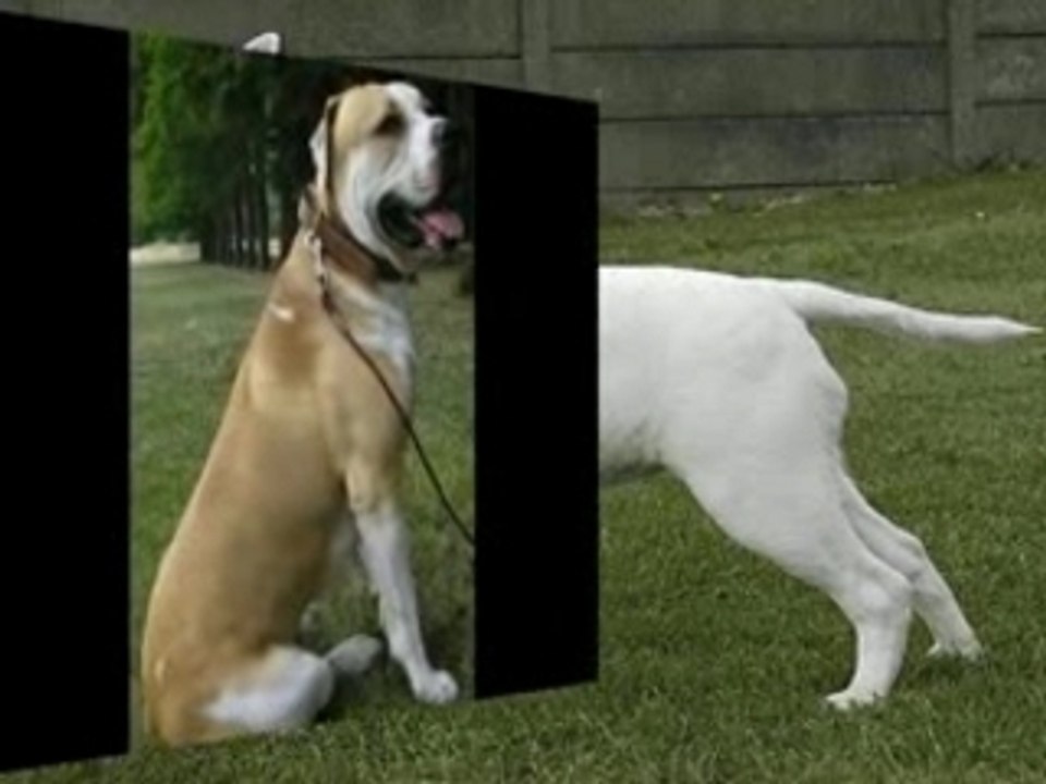 Les molosses,berger et terriers , les plus beaux chiens