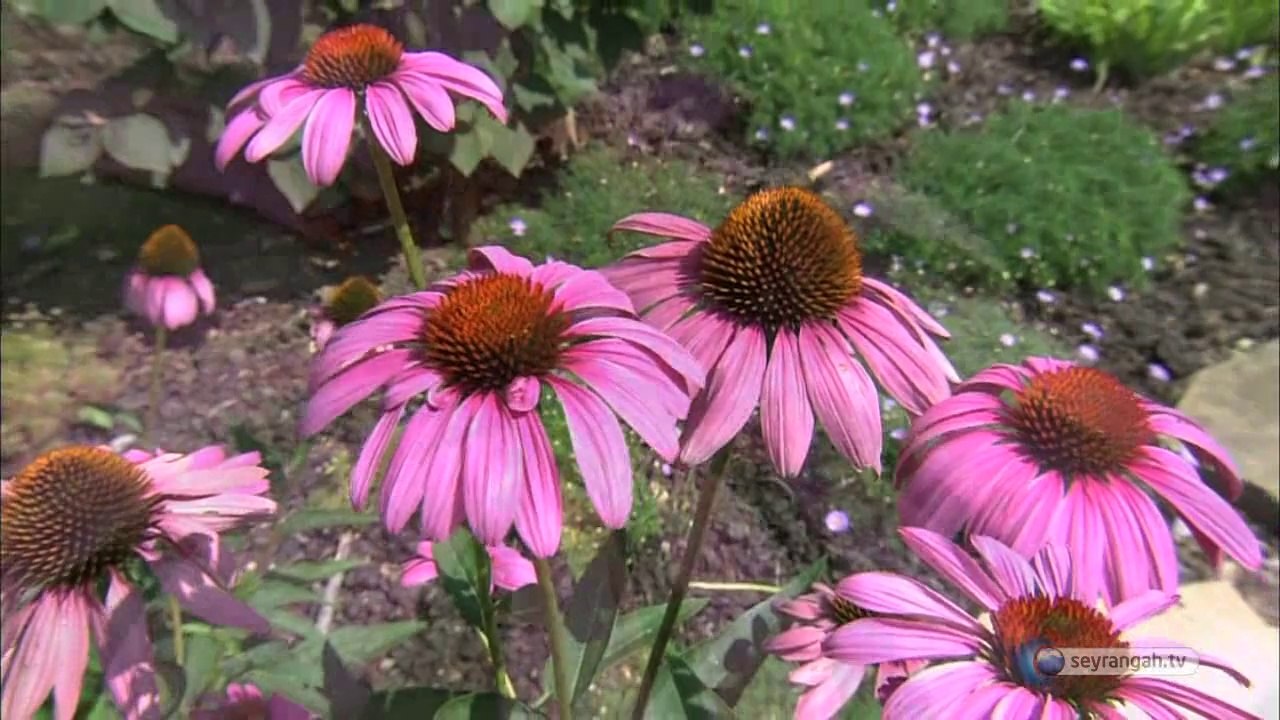 23- Vazife görme delili (Yaratılış Delilleri)