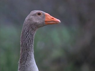 Les animaux de la ferme - Documentaire animalier