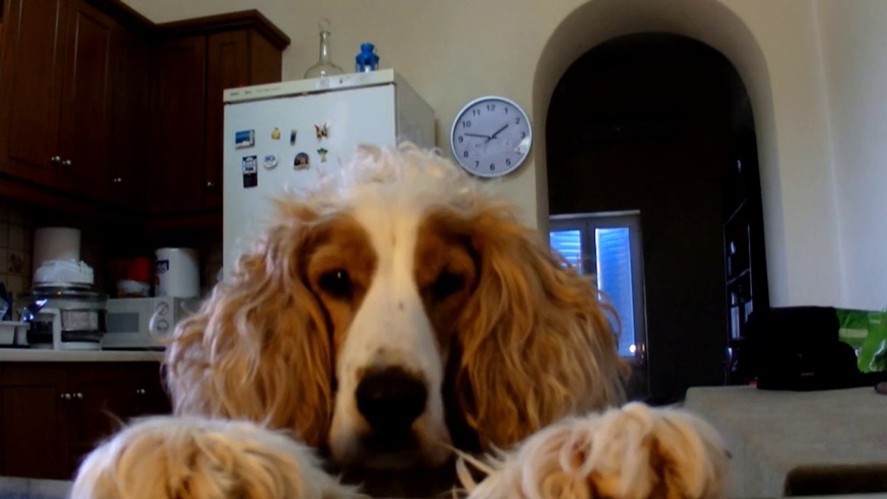 Willie needs the camera