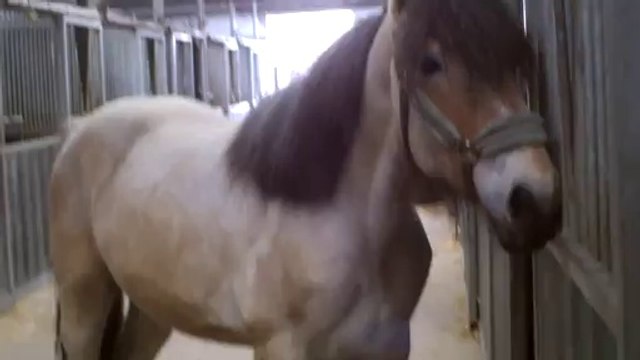 caid (trait ardennais) a 10mois et demi