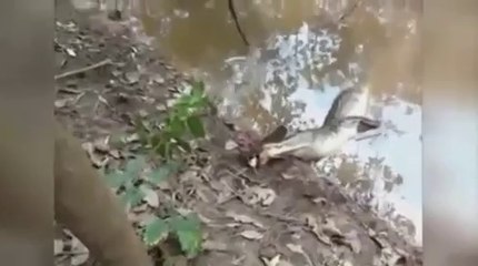 Crocodile And Mysterious Animal Both Dead While Fighting