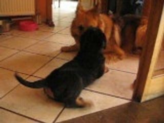 BB Rott de 8 semaines et Aldeutch schaferhund de 3 ans