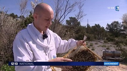 Des abeilles-sentinelles pour contrôler la qualité de l'air
