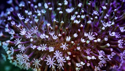 Un timelapse onirique en très haute définition