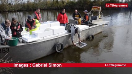 Oust. Des civelles par milliers