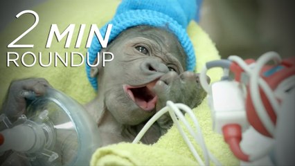 Marching for lions, venom painkillers & a gorilla c-section