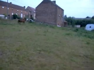 un petit galop pour s'amuser