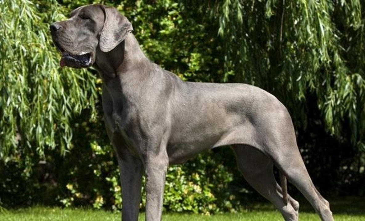 Le Dogue Allemand : Origine, personnalité, éducation, santé, hygiène, choix du chiot