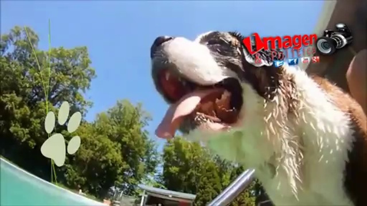 3ERA CAMINATA CANINA