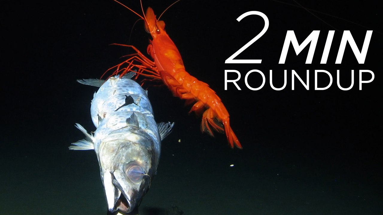 Deep-sea finds, baby turtles & a wildlife fatwa