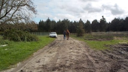 NUB trotting