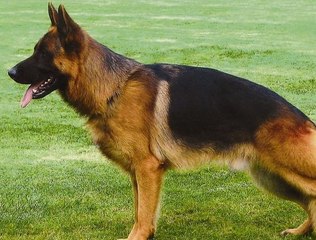 Le berger allemand : Origine, standard, personnalité, aptitudes, éducation