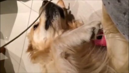 Noa prueba la calidad de los cordones de Plantillas Coimbra