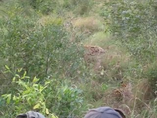 Animal Fight Hyena versus Leopard in Africa