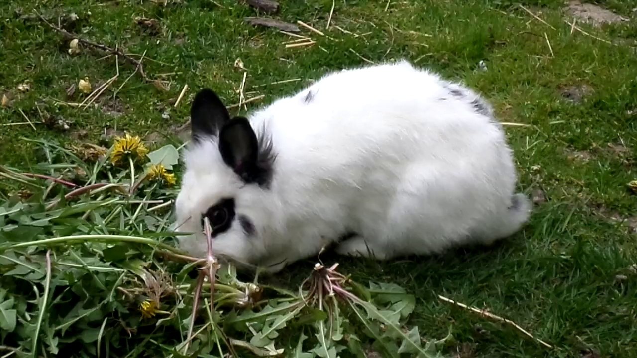 Bunnie