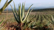 Aloe Vera America, Healthy Plants-HD