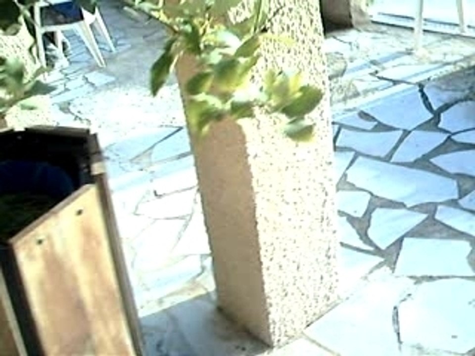 Epluchage patates pour le réveillon