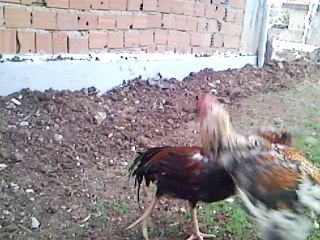 HİNT HOROZU DÖVÜŞÜ UŞAK 2014