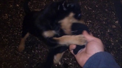 The dancing Irma dog