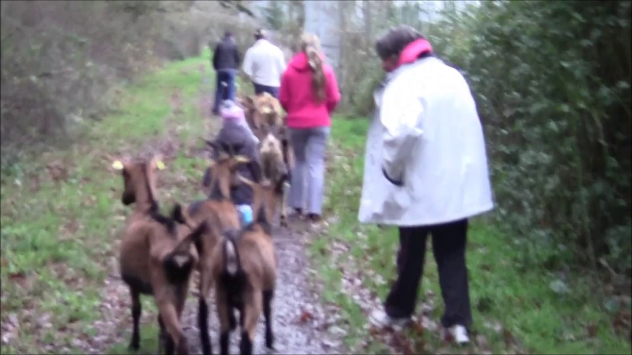 balade plage chèvres