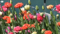 Las flores invaden el castillo de Groot-Bijgaarden en primavera