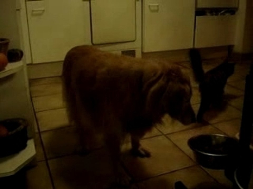 Tania et Frimousse dans la cuisine