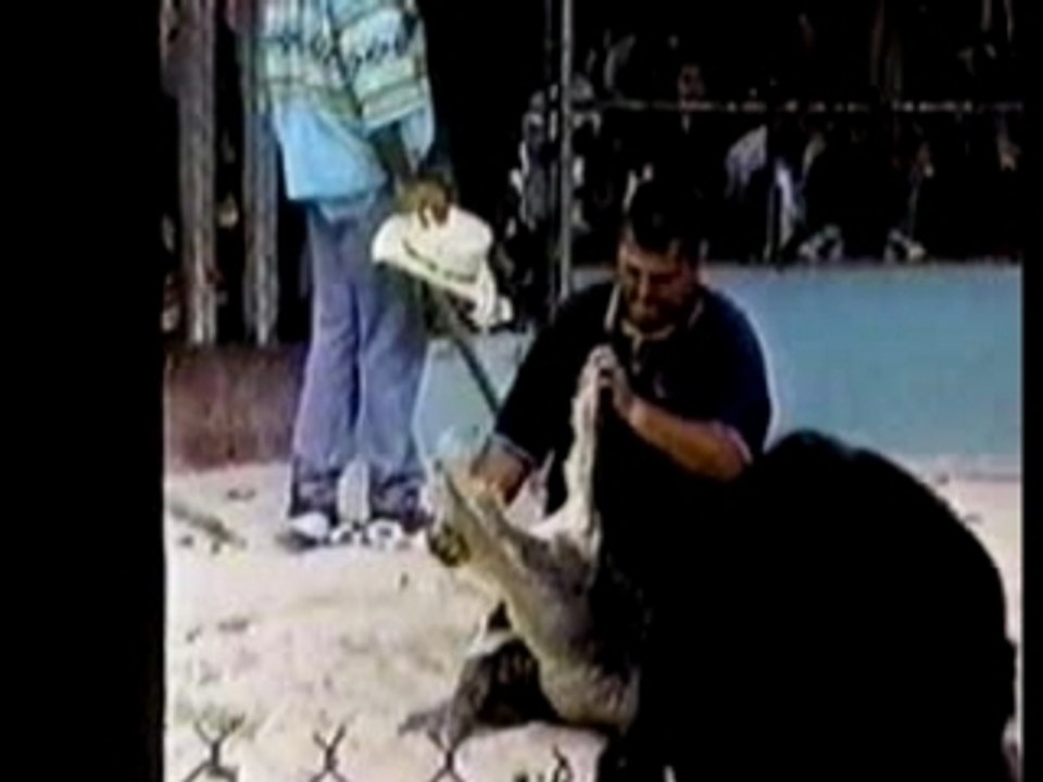 aligator