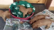 Riverside Shih Tzu Puppies and Cocker Spaniel Puppies for Sale