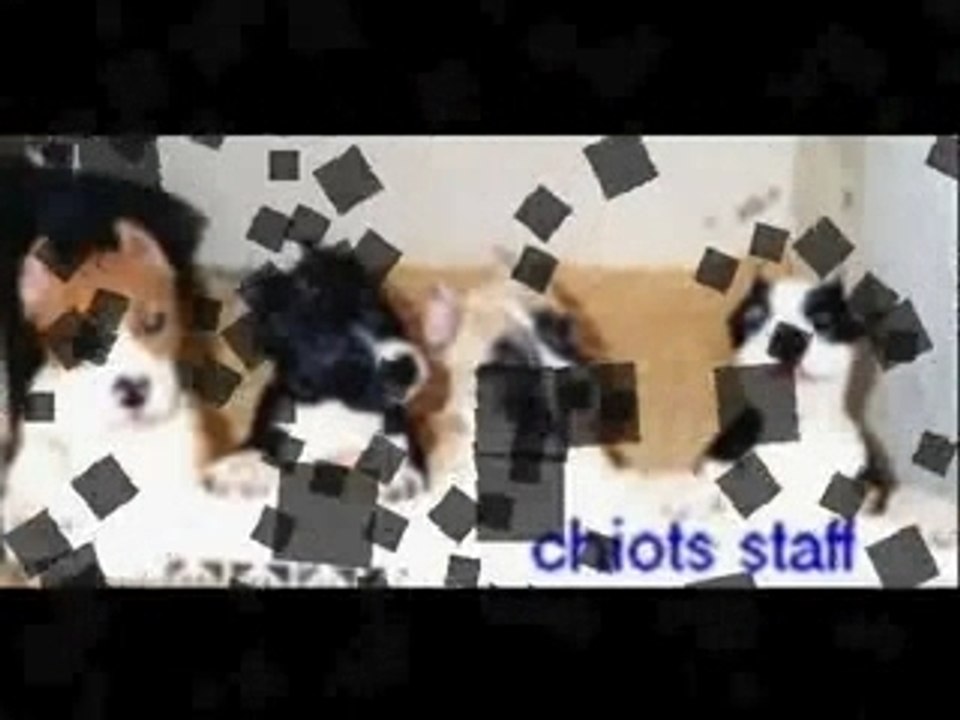 lutter contre les combats de chiens