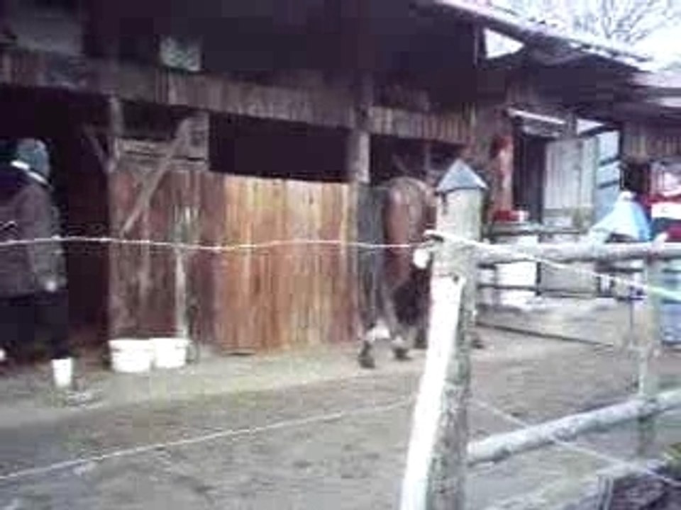 Rentrée des Chevaux.