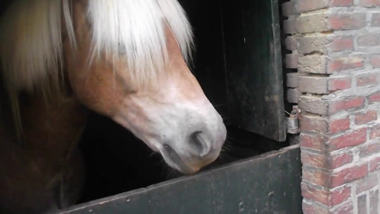 Cheval hilarant qui fait des bruit de pets avec sa grosse bouche!