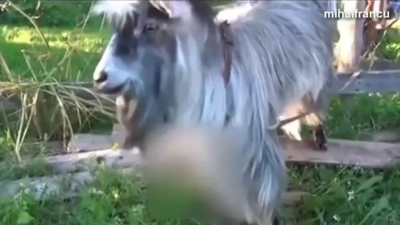 Best Funny Goats Compilation 2014