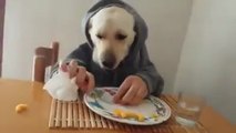 Canuomo - Il cane che mangia a tavola con le posate ;)