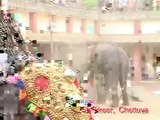 Elephent out of control